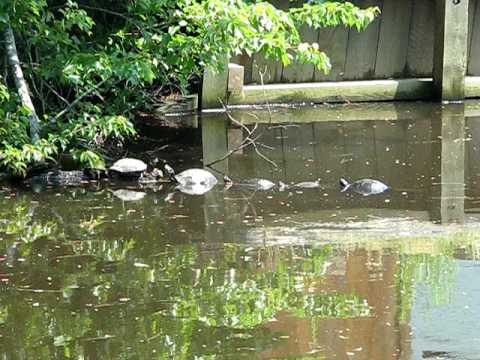 reptiles and amphibians JB's Rattles tapes Turtles Basking