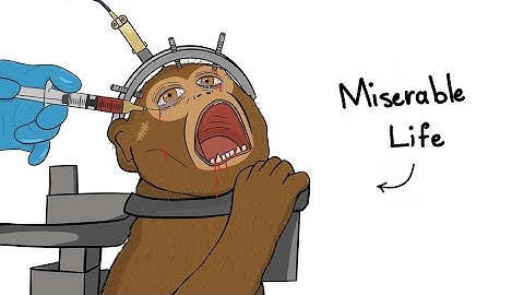 Why It Sucks to Be a Lab Monkey