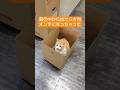 箱の中から出たら方向オンチになっちゃった