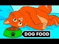 Why Cats Can't Eat Dog Food