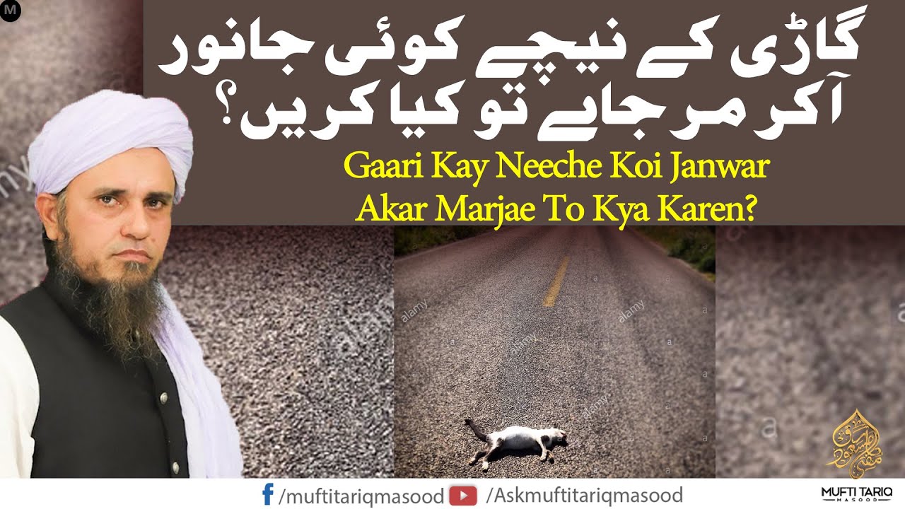 Animal Accident Gari Ke Neeche Koi Janwar Mar Jaye To Kia Karein animal-accident-gari-ke-neeche-koi-janwar-mar-jaye-to-kia-karein