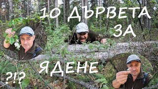 ДЪРВЕТА ЗА ЯДЕНЕ TREES TO EAT #foraging #herbs #plants #билки #wildfood #nature #survivalfood