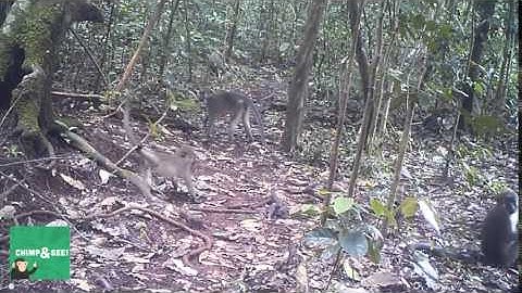 "Agile" mangabey show-off