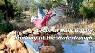 A pair of Pink Galahs drinking at the watertrough