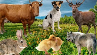 Cute little Animals Sounds: Dog,Cow, Duck, Rabbit, Wolf,Deer- Animal Moments by Animal Moments  1,643 views 2 months ago 4 minutes, 4 seconds