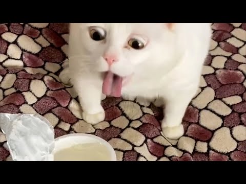 Мультфильм смешные коты