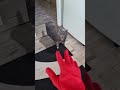 #shortsvideo