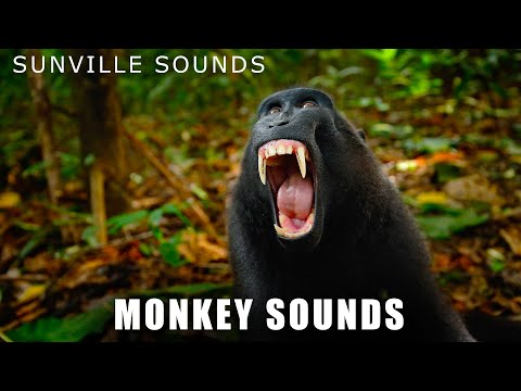 Monkey Sounds - Wilder Sounds Of Nature | Peter's World Animal Sounds