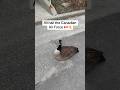 Bro was just sitting in the middle of the road #canada #canadiangoose #goose #north