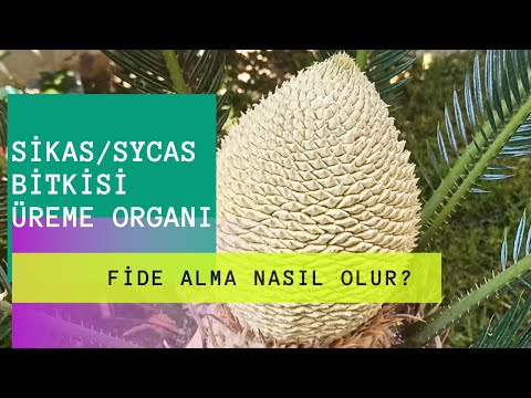 SİKAS/SYCAS BİTKİSİ ÜREME ORGANI/FİDE NASIL ALINIR ? %💯