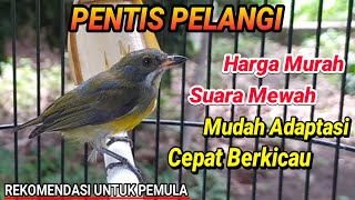 PENTIS PELANGI Burung Multitalenta Rekomended Bagi Pemula & Cocok Untuk Masteran !!