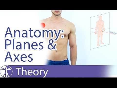 Anatomical Planes & Axes Explained