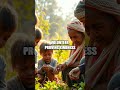 Seeds of a New Welcome