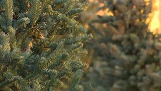 Battlefield Mall parking lot turns green thanks to Christmas tree stand by the Boy Scouts