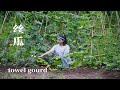 Towel gourd ▍絲瓜大豐收，趁雨季來臨之前全部摘掉，清炒釀肉煮湯全都吃個遍