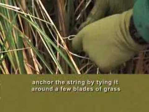 Video: Floppy Ornamental Grasses - Waarom Siergras Omval