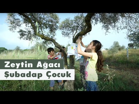 Zeytin Ağacı | Video | Şubadap Çocuk