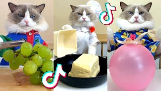 That Little Puff | Cats Make Food  | Kitty God & Others | TikTok 2024 #76