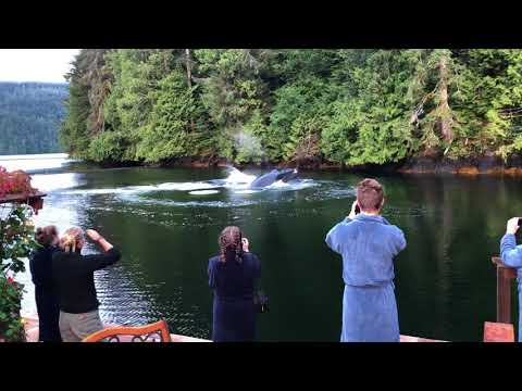 Humpbacks having breakfast at Great Bear Lodge