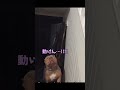 悶絶級かわいさ！癒やされ猫ショート集🥰