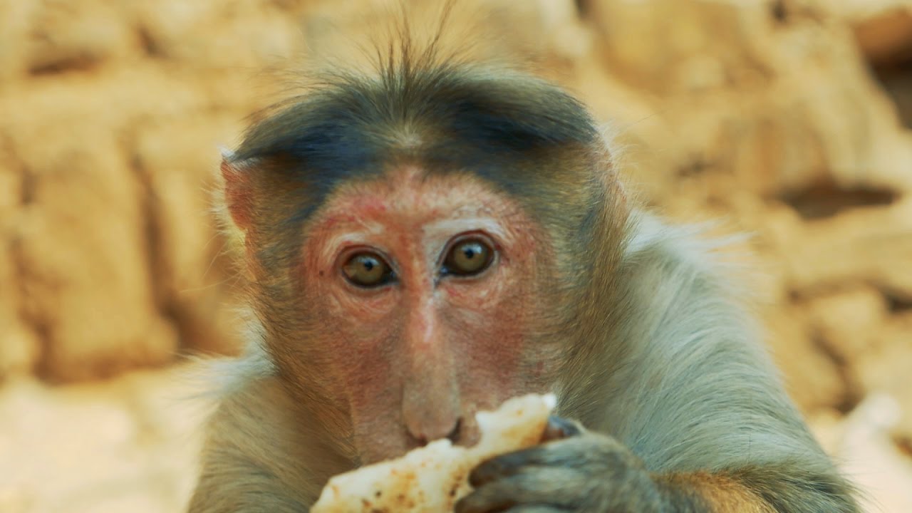 Monkey Close Up HD Video eating Banana Food.Indian Bandar