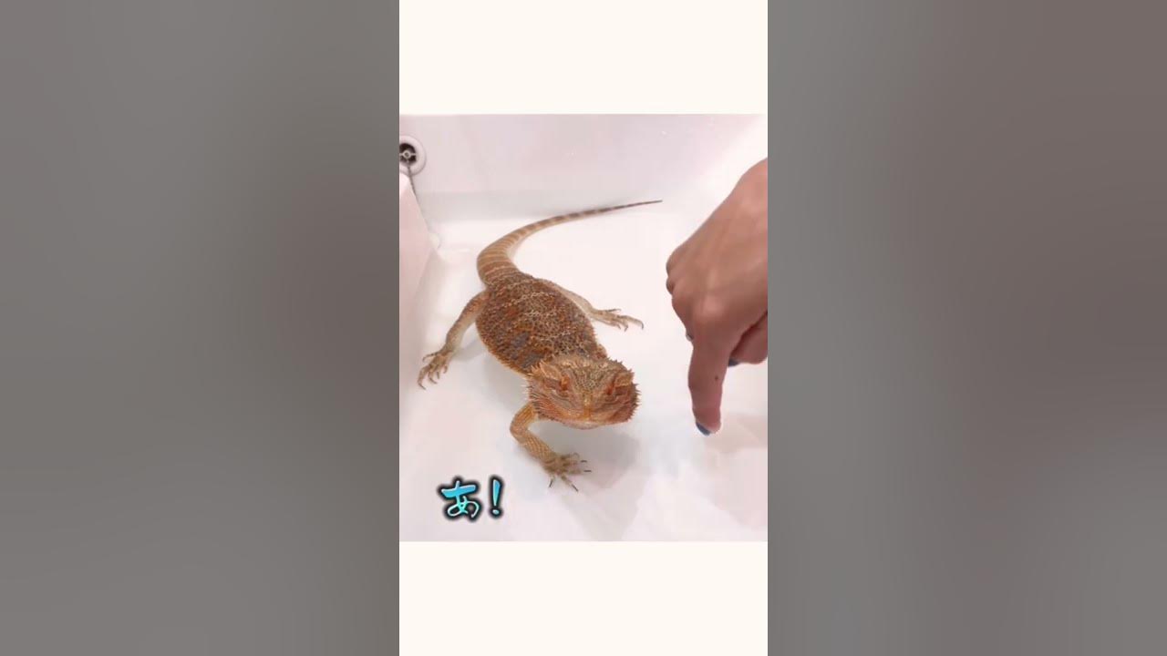 うんちで汚れた💩 #Shorts #フトアゴヒゲトカゲ #フトアゴとの生活 #爬虫類 #水滴 #お風呂 - Maxres2
