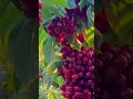 🍒 চেরি | ছোট্ট ফলে বিশাল পুষ্টিগুণ! 🍒 #fruit #spxplants #farming #agriculture #fruitplant #food