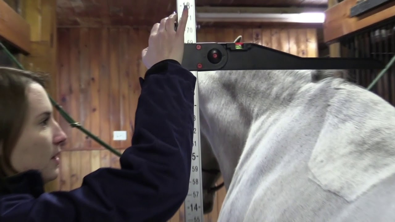 Roma® Aluminum Horse Measuring Stick