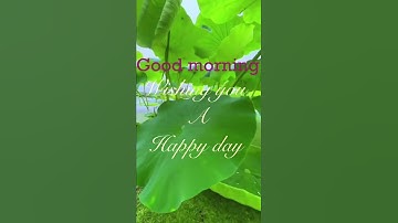 Good morning video status