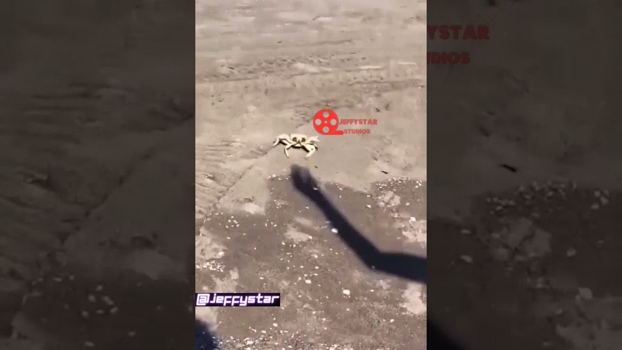 prank with crab 🦀 funny 