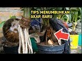 TIPS DAN CARA MENUMBUHKAN AKAR BONSAI KELAPA AGAR GONDRONG