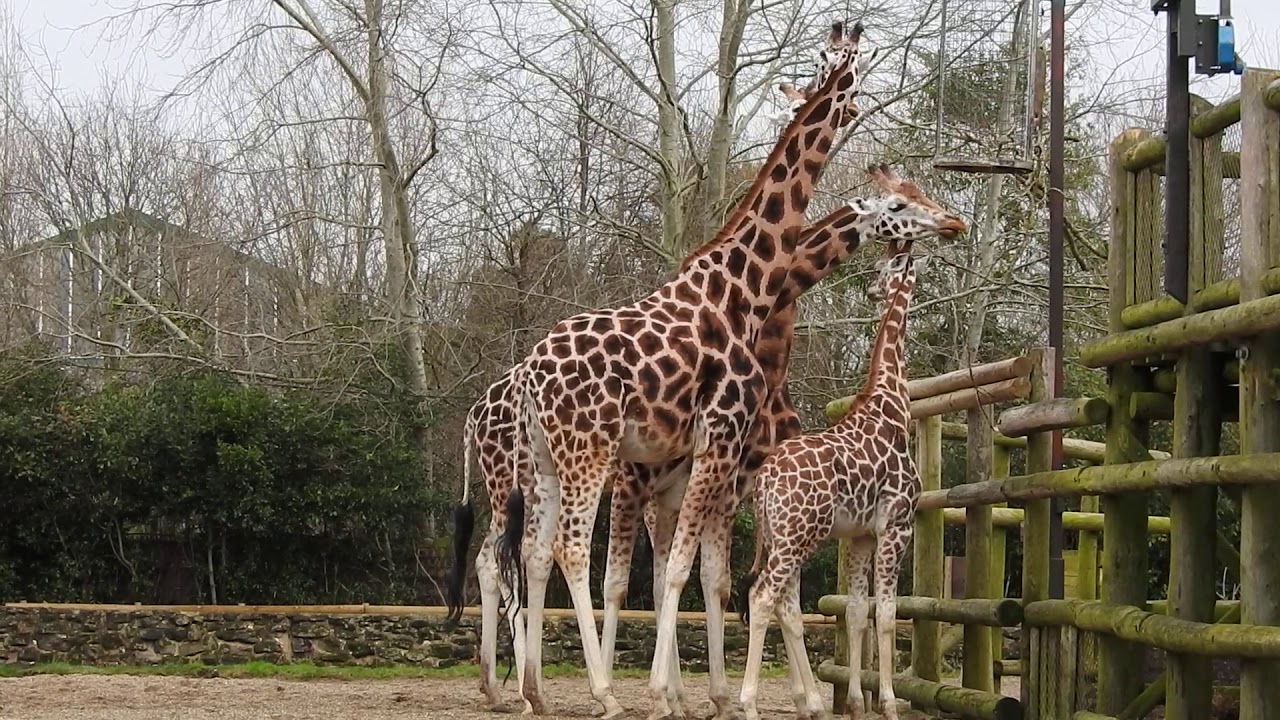 餌を食べるロスチャイルドキリン Rothschild S Giraffe 0214 Youtube 餌を食べるロスチャイルドキリン Rothschild S Giraffe 0214 Youtube