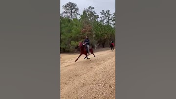 Dirt road action #horse #standardbred #racing