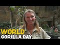 World Gorilla Day