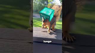 Download Lagu Visita Al Zoo 🐿️🦁 MP3 Download Lagu Visita Al Zoo 🐿️🦁 MP3