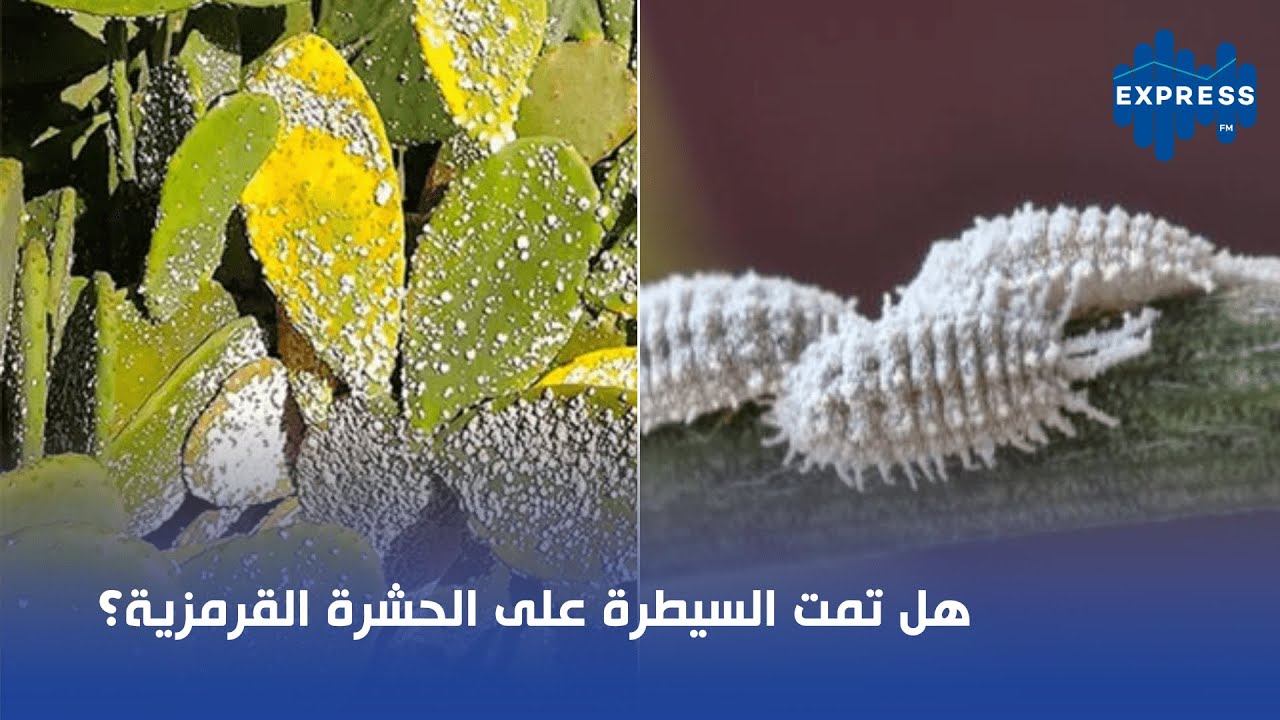 هل تمت السيطرة على الحشرة القرمزية؟