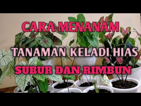 CARA MENANAM TANAMAN HIAS KELADI SUBUR DAN RIMBUN || KOLEKSI TANAMAN HIAS KELADI - YouTube