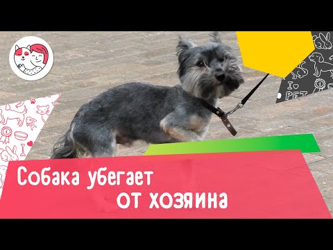 Почему собака убегает от хозяина на прогулке: 4 причины