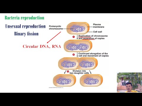 ระบบสืบพันธุ์ของ bacteria amoeba and paramecium