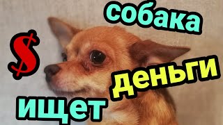 Собака ищет деньги по команде!