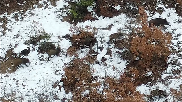 DEV AZILI DOMUZ SÜRÜSÜ - YOZGAT ÇEKEREK - DRONE İLE AZILI YABAN DOMUZU ÇEKİMİ  #wildboar #domuz