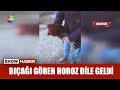 Bıçağı gören horoz dile geldi