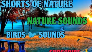 NATURE AND BIRD SOUNDS #viral #1ksubscribers #2024 #1ksubscribers # by Shorts of nature  No views 2 weeks ago 10 minutes, 36 seconds