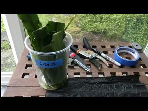 The Fastest And The Most Effective Way To Propagate Epiphyllum Or Orchid Cactus .