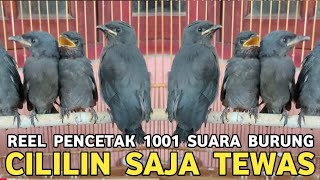 Download Lagu PANTES HARGANYA BIKIN PERIH || SATU BURUNG BISA SERIBU SUARA CILILIN AJA LEWAT  MP3 Download Lagu PANTES HARGANYA BIKIN PERIH || SATU BURUNG BISA SERIBU SUARA CILILIN AJA LEWAT  MP3