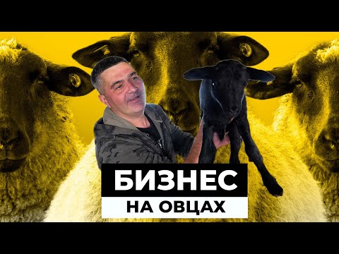 Свой бизнес на овцеводстве: выгодно или нет?