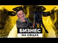 Свой бизнес на овцеводстве: выгодно или нет?