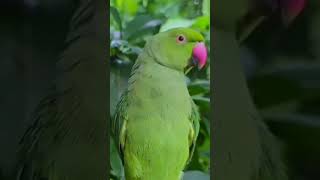 parrot mithu sound| talking parrot voice| natural birds sounds