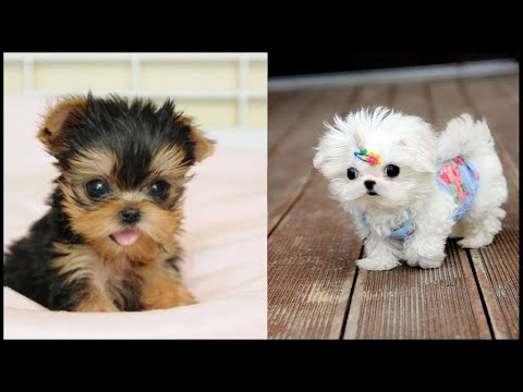 White Teacup Yorkie - Adorable Teacup Yorkie Puppies Compilation Video