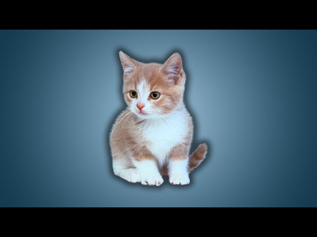 Le Chat Un Pacha Du Net Vonguru Le Chat Un Pacha Du Net Vonguru